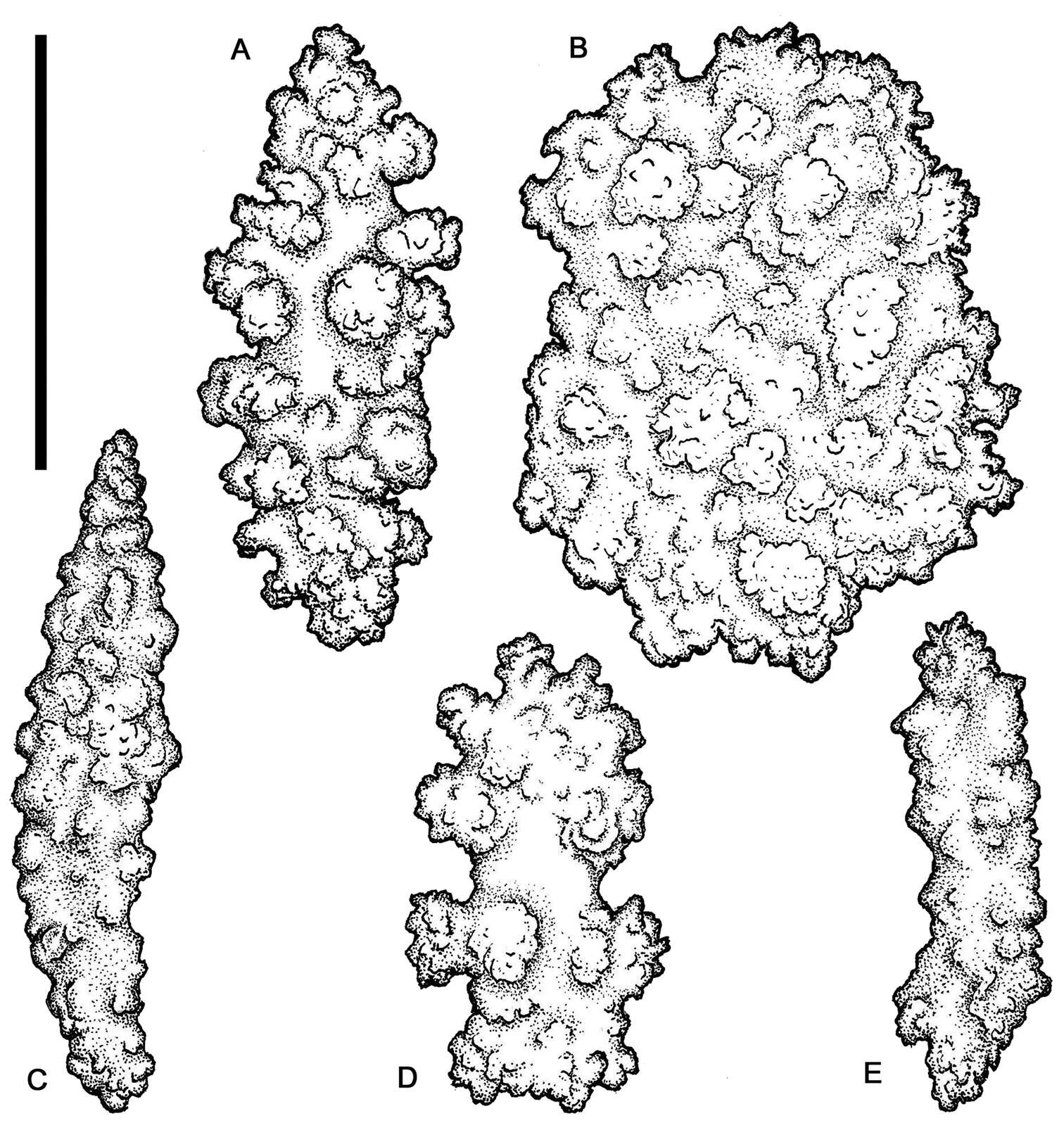 Image of Holaxonia Studer 1887