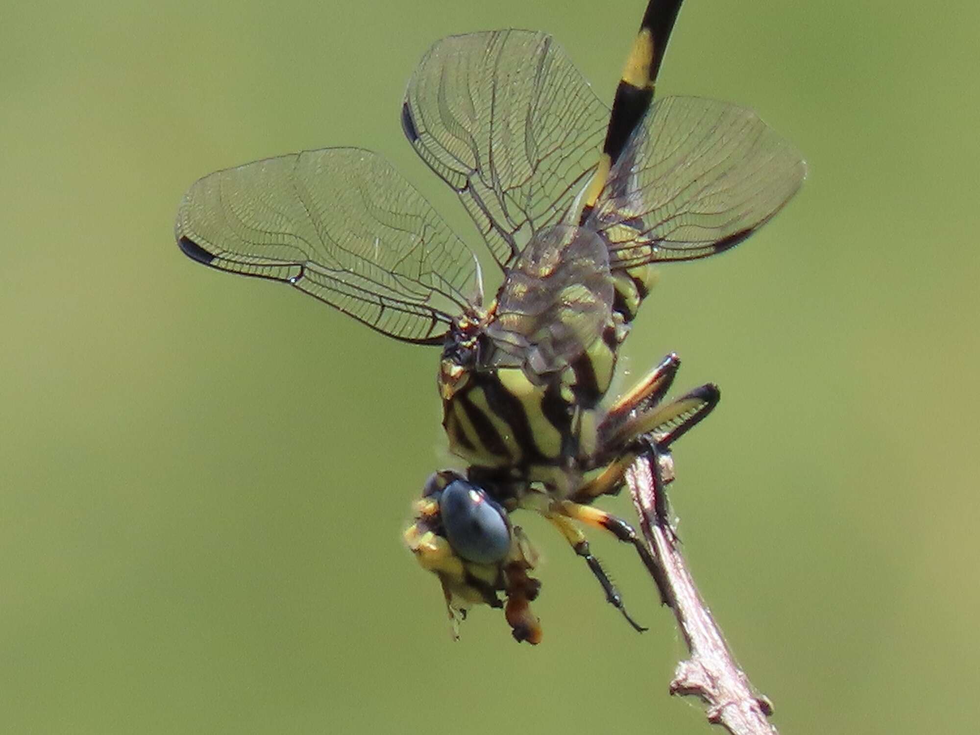 صورة Ictinogomphus ferox (Rambur 1842)