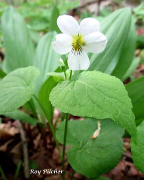 Imagem de Viola canadensis L.