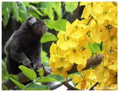 Image of Common Marmoset