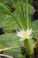 Image of tropical royalblue waterlily