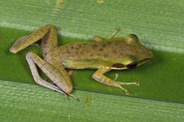 Image of Chalcorana megalonesa (Inger, Stuart & Iskandar 2009)