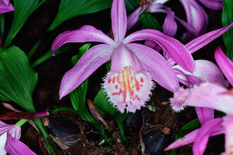 Plancia ëd Pleione