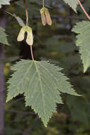 Image of Rocky Mountain maple