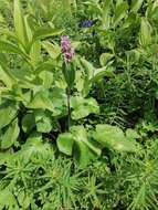 Image of Phlomoides alpina (Pall.) Adylov, Kamelin & Makhm.