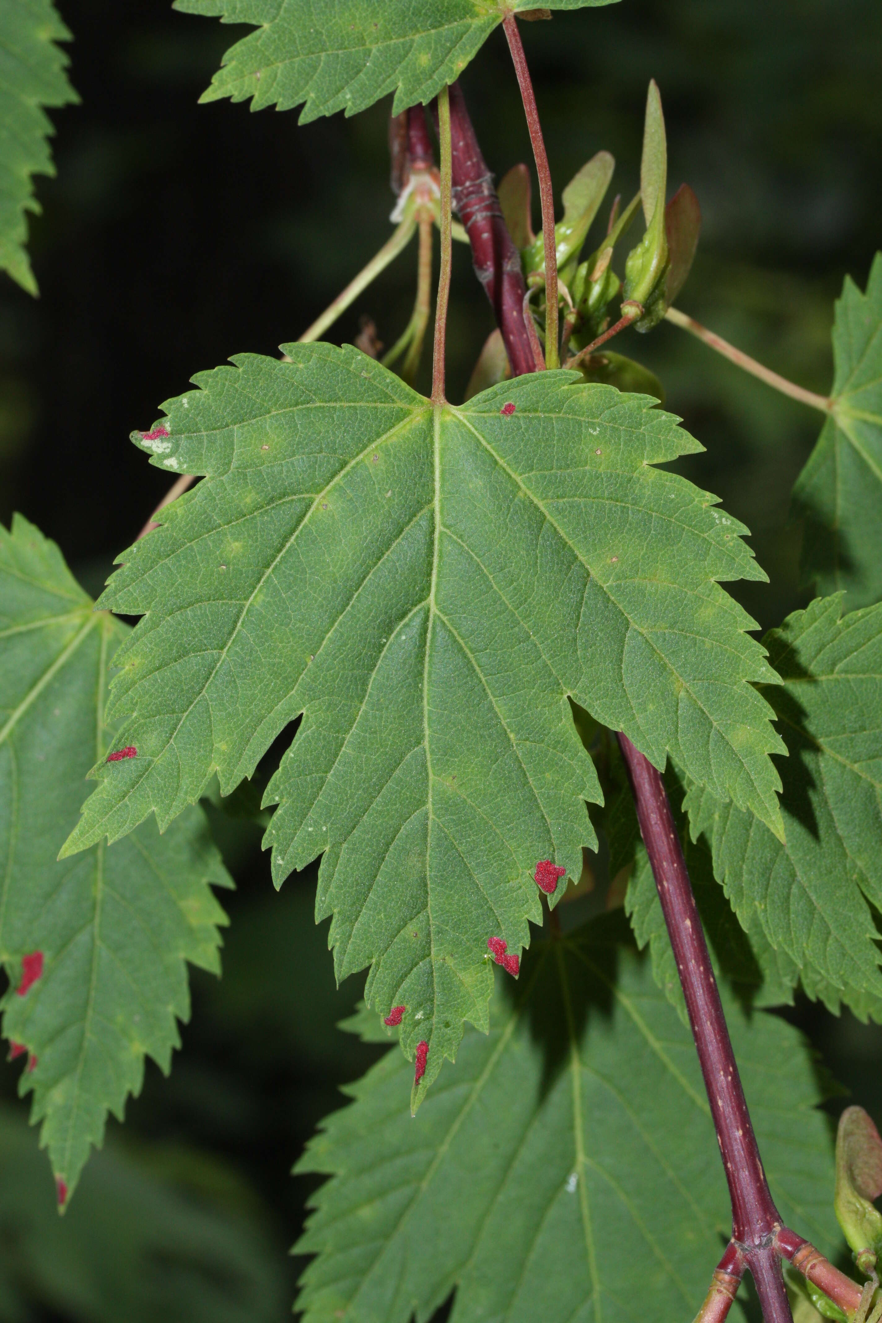 Image of Rocky Mountain maple