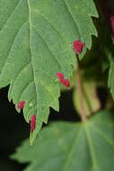 Image of Rocky Mountain maple