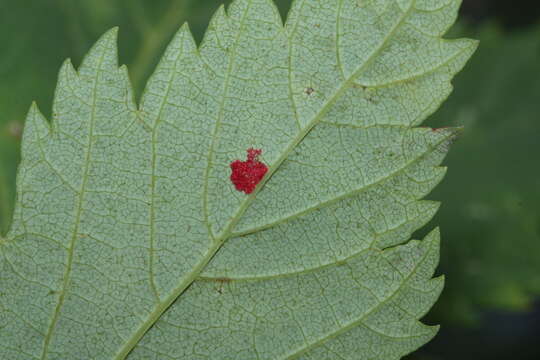 Acer glabrum Torr. resmi