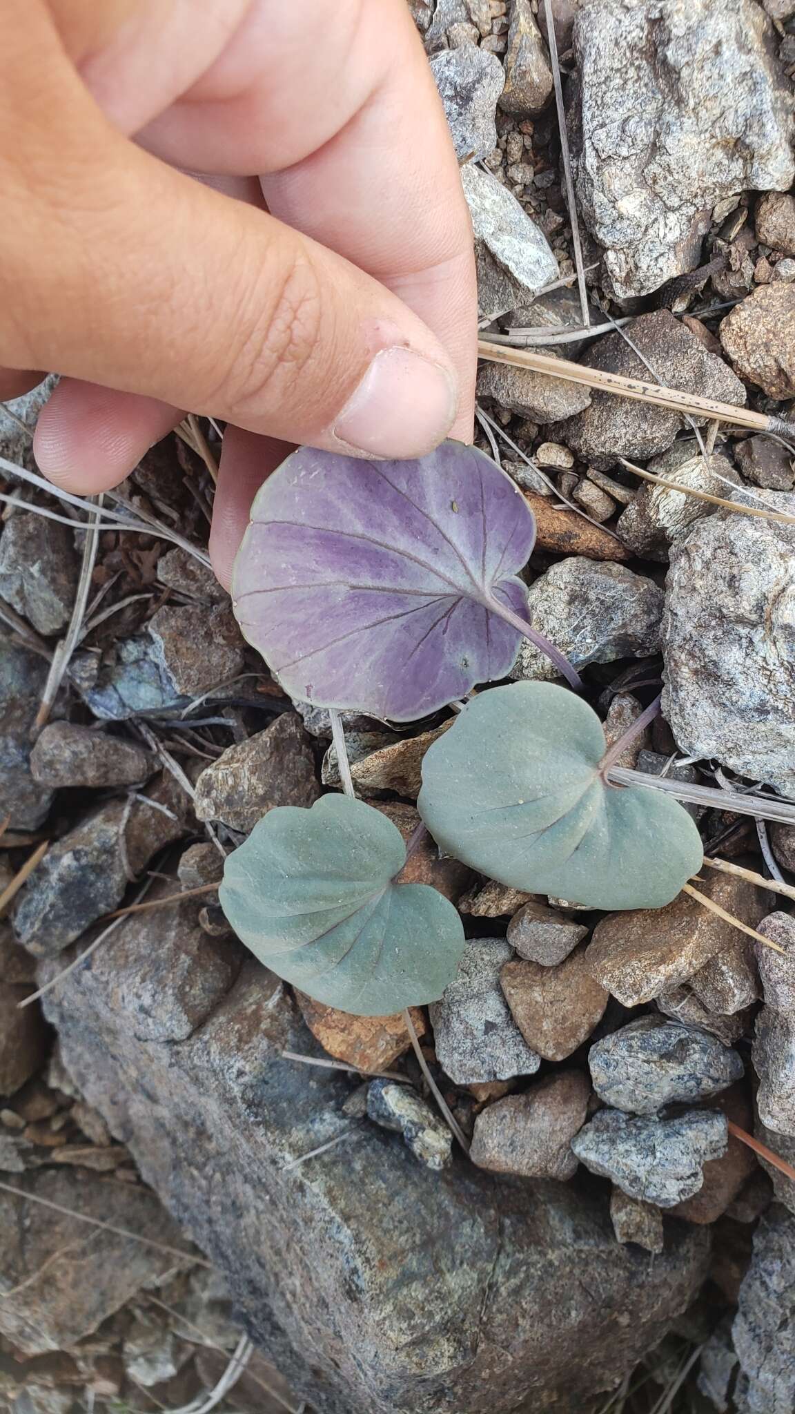 Image de Cardamine pachystigma (S. Watson) Rollins