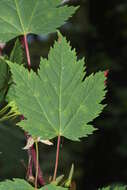 Image of Rocky Mountain maple