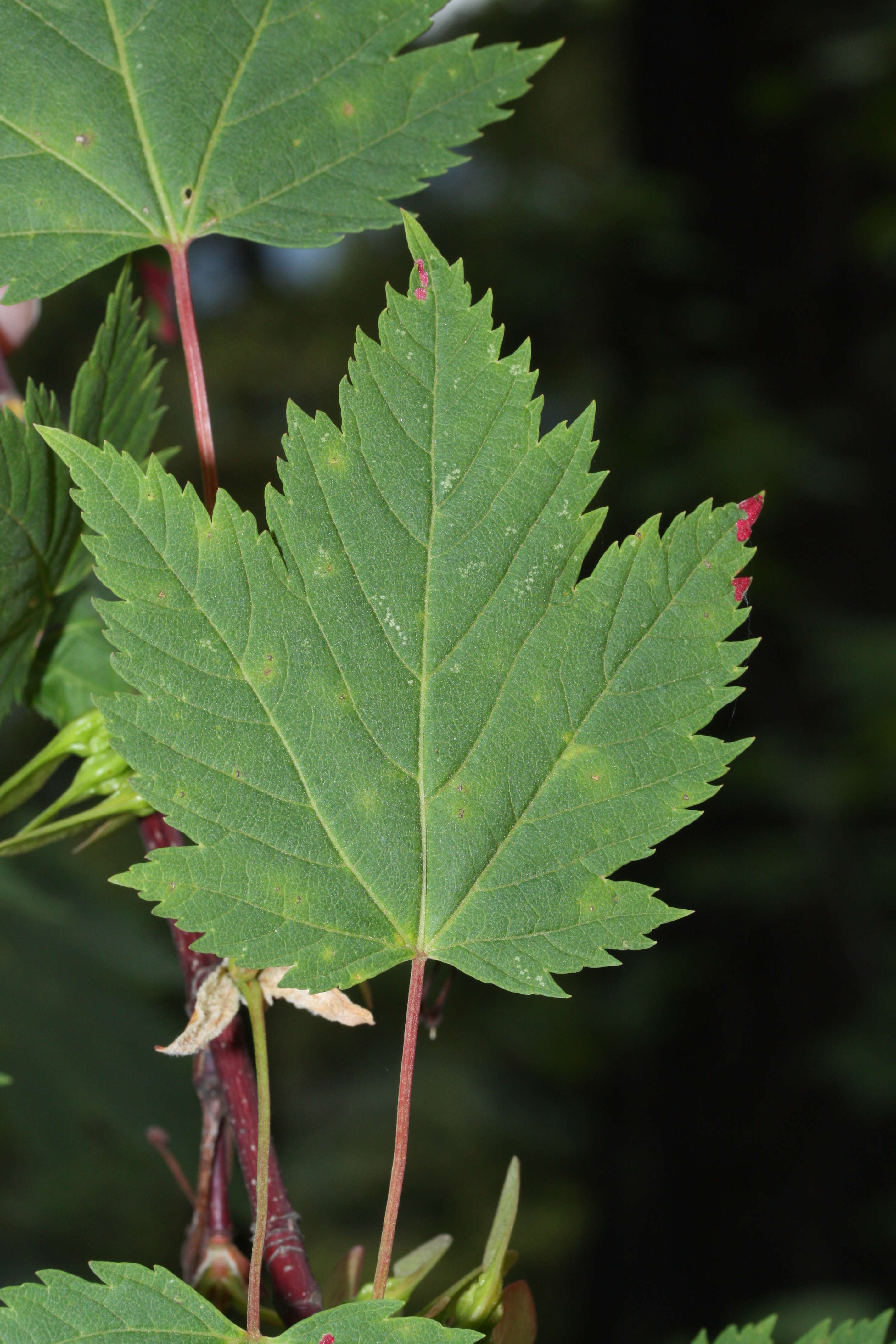 Acer glabrum Torr. resmi