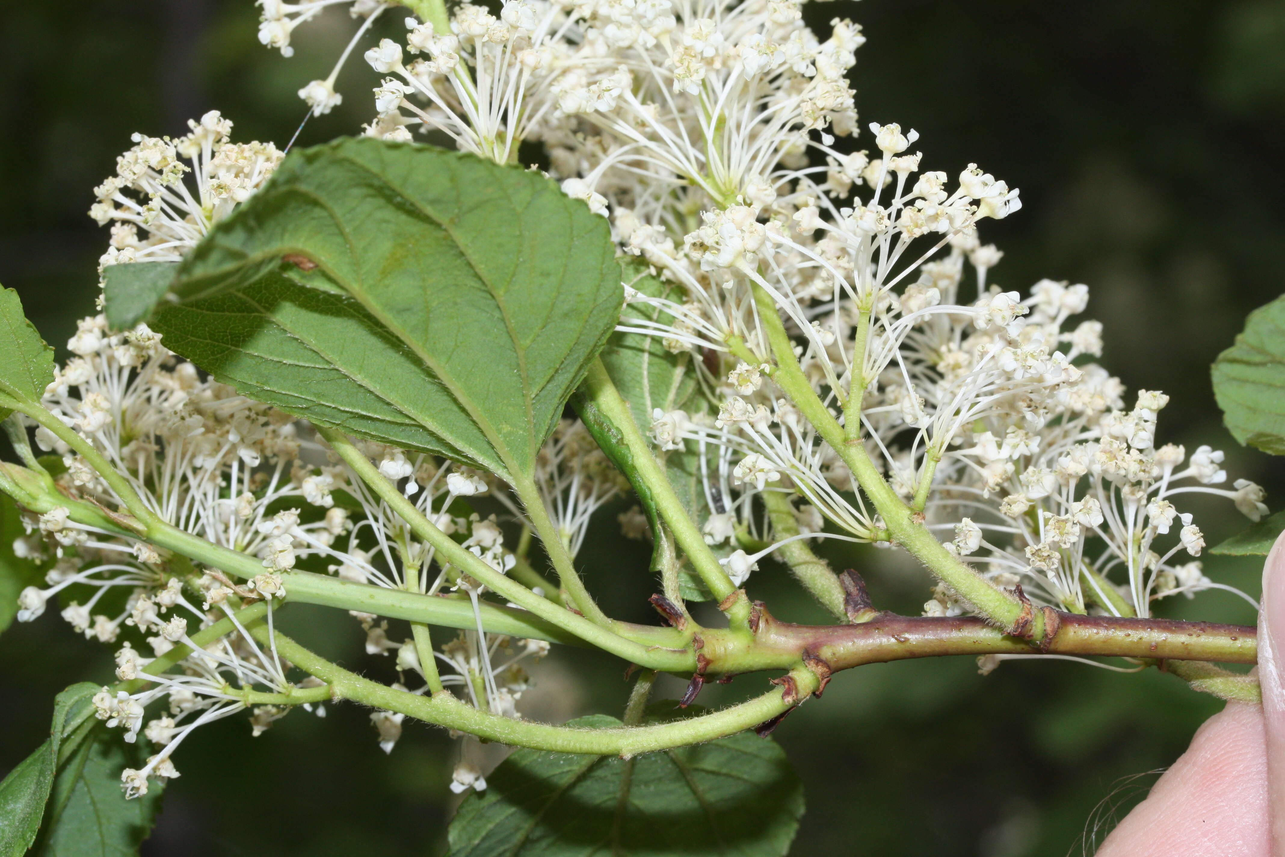 Image of Redstem Ceanothus