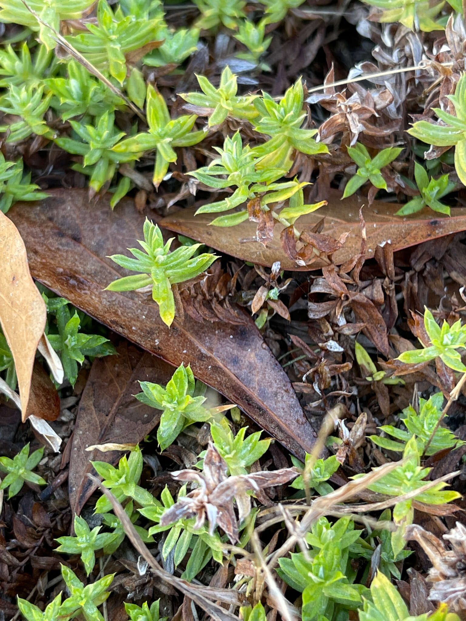 Слика од Chevreulia acuminata Less.