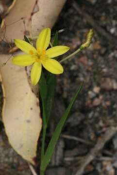 Image of Tricoryne humilis Endl.