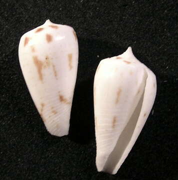 Image de Conus pica A. Adams & Reeve 1848