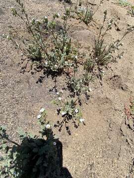 Image of limestone phacelia