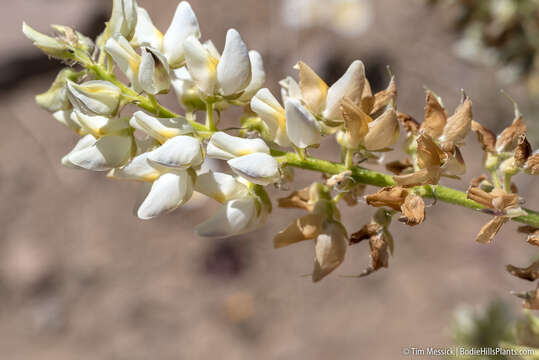 Imagem de Lupinus albicaulis Douglas