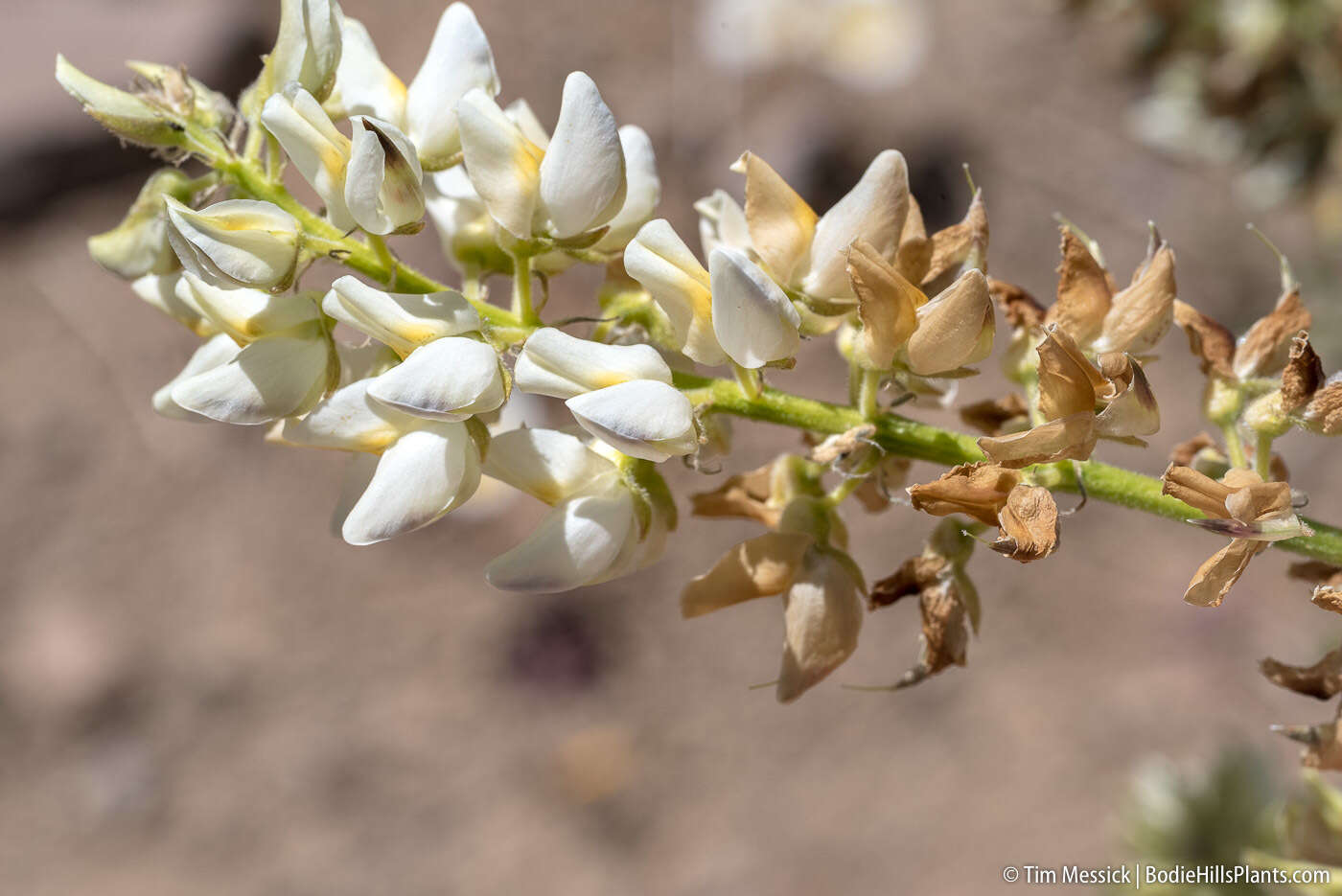 Image of sicklekeel lupine