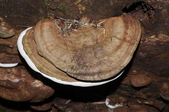 Image of Ganoderma applanatum