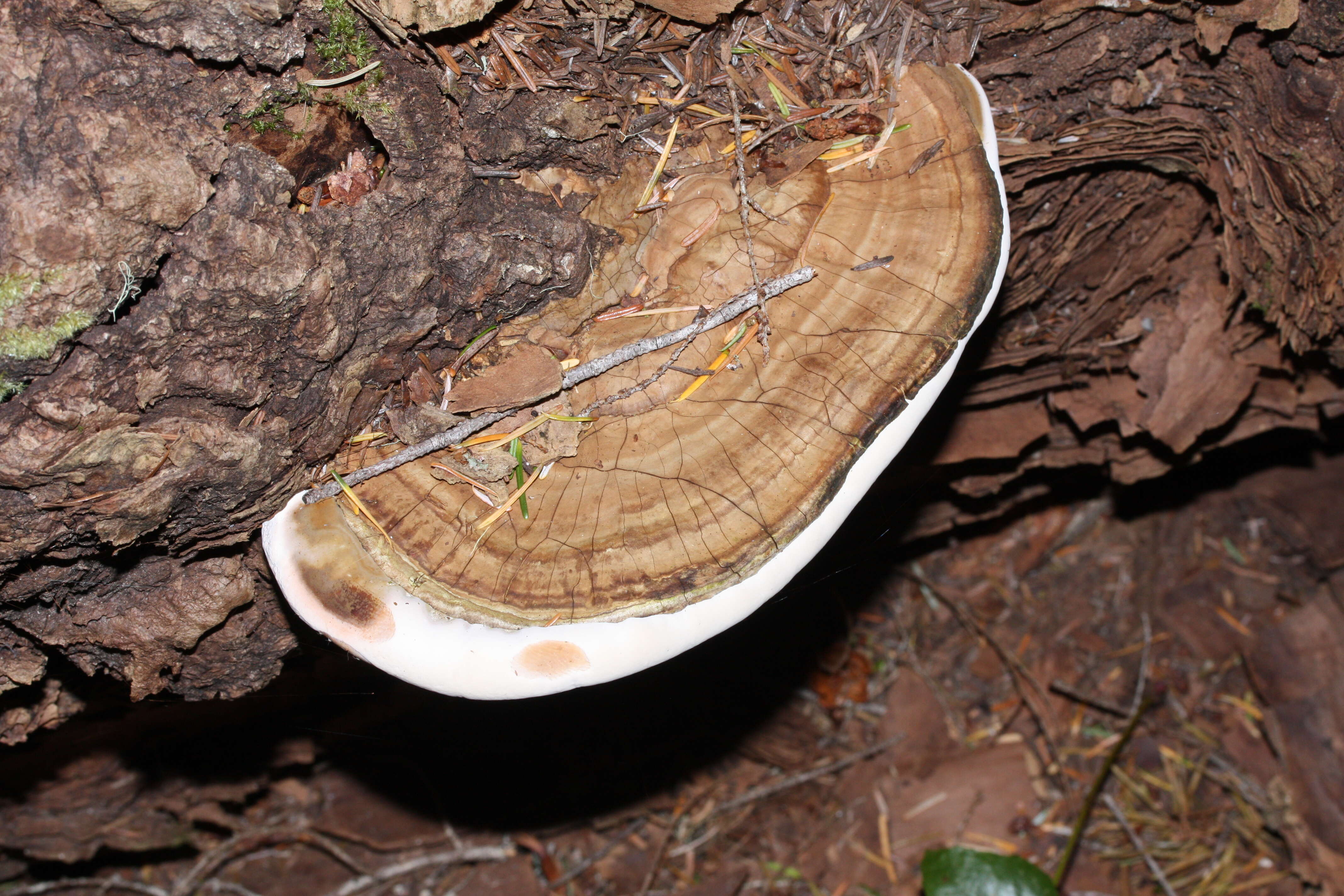 Image of Ganoderma applanatum