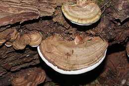 Image of Ganoderma applanatum