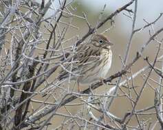 Image of Pooecetes Baird & SF 1858