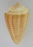 Image of furrowed cone