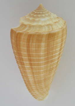 Image of furrowed cone