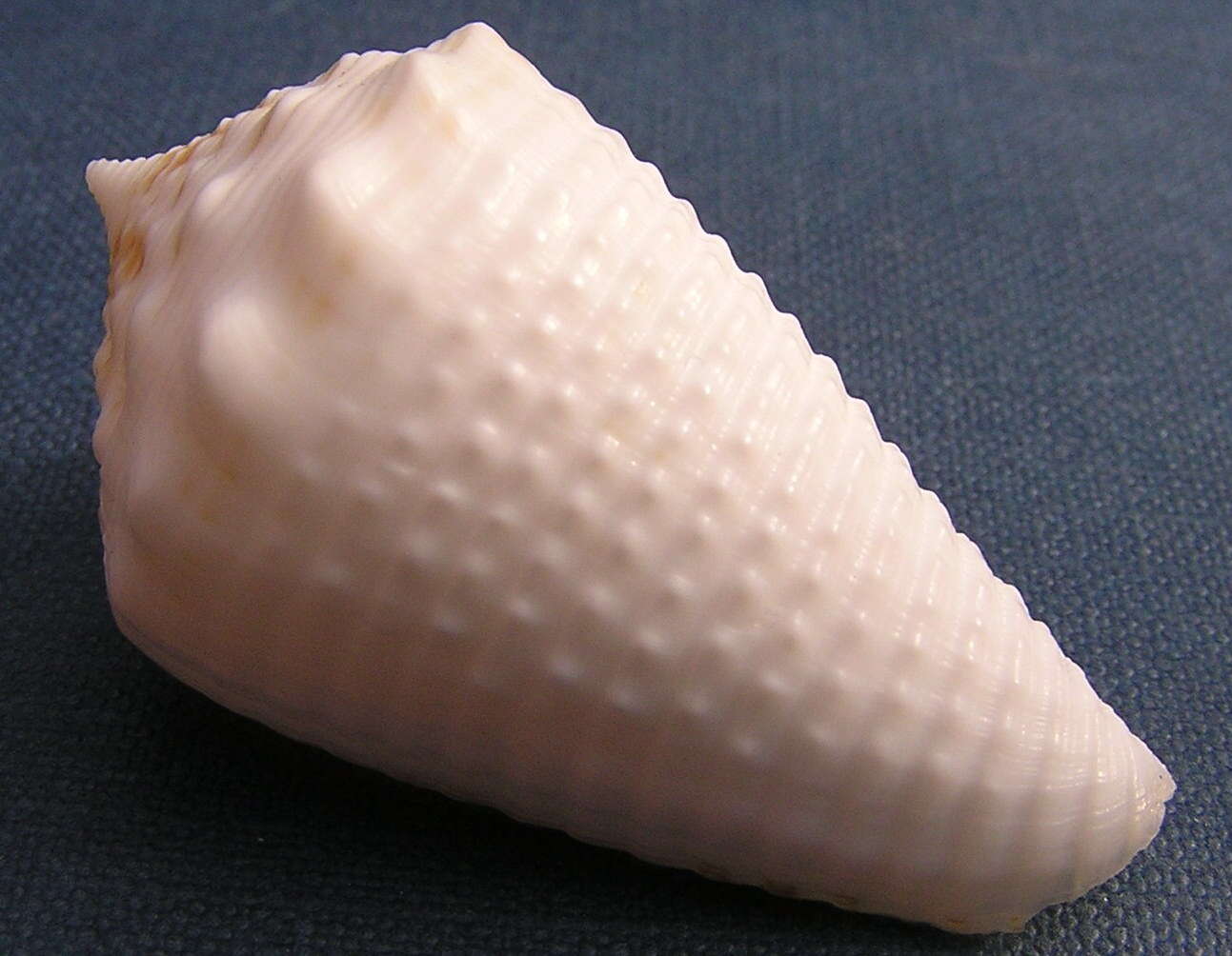 Image of furrowed cone