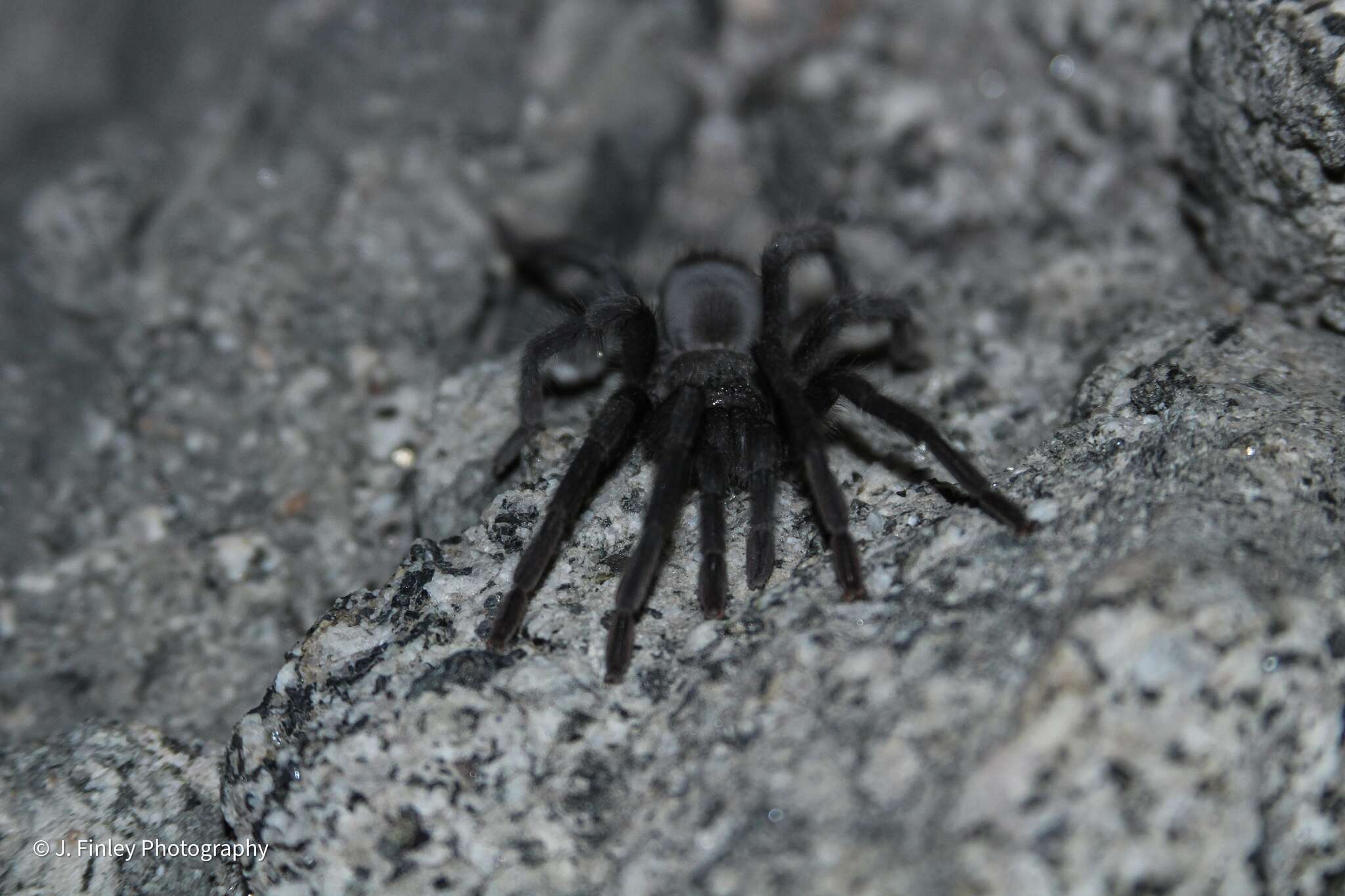 Image de Aphonopelma xwalxwal Hamilton 2016