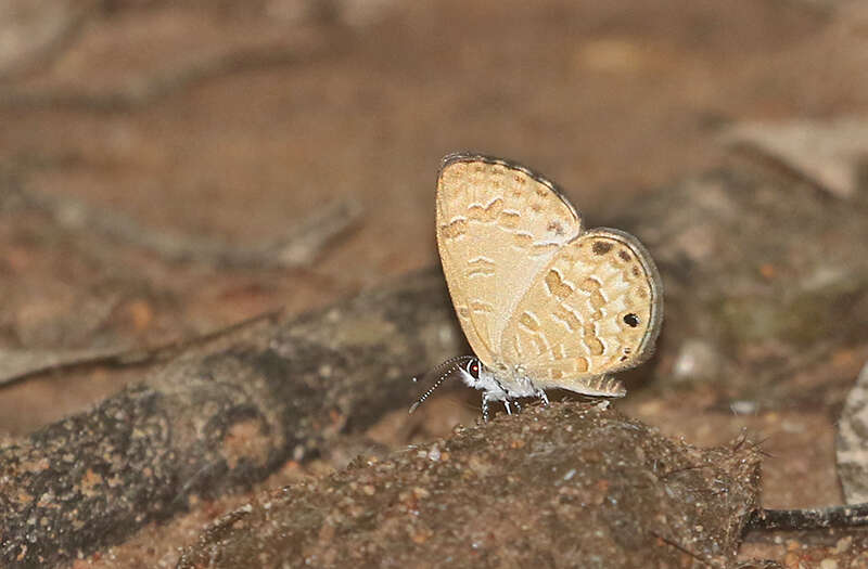 Image of Prosotas lutea (Martin 1895)