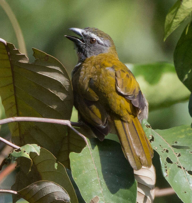 Image of Buff-throated Saltator