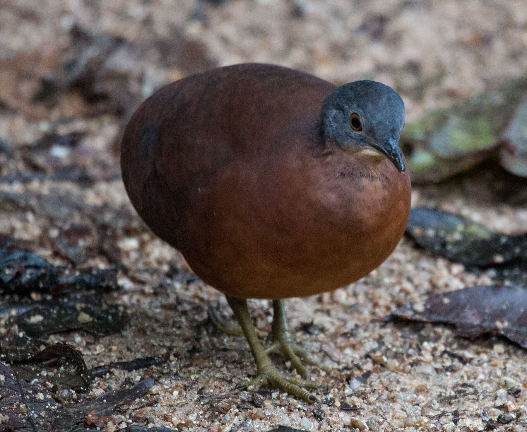 Image of Little Tinamou