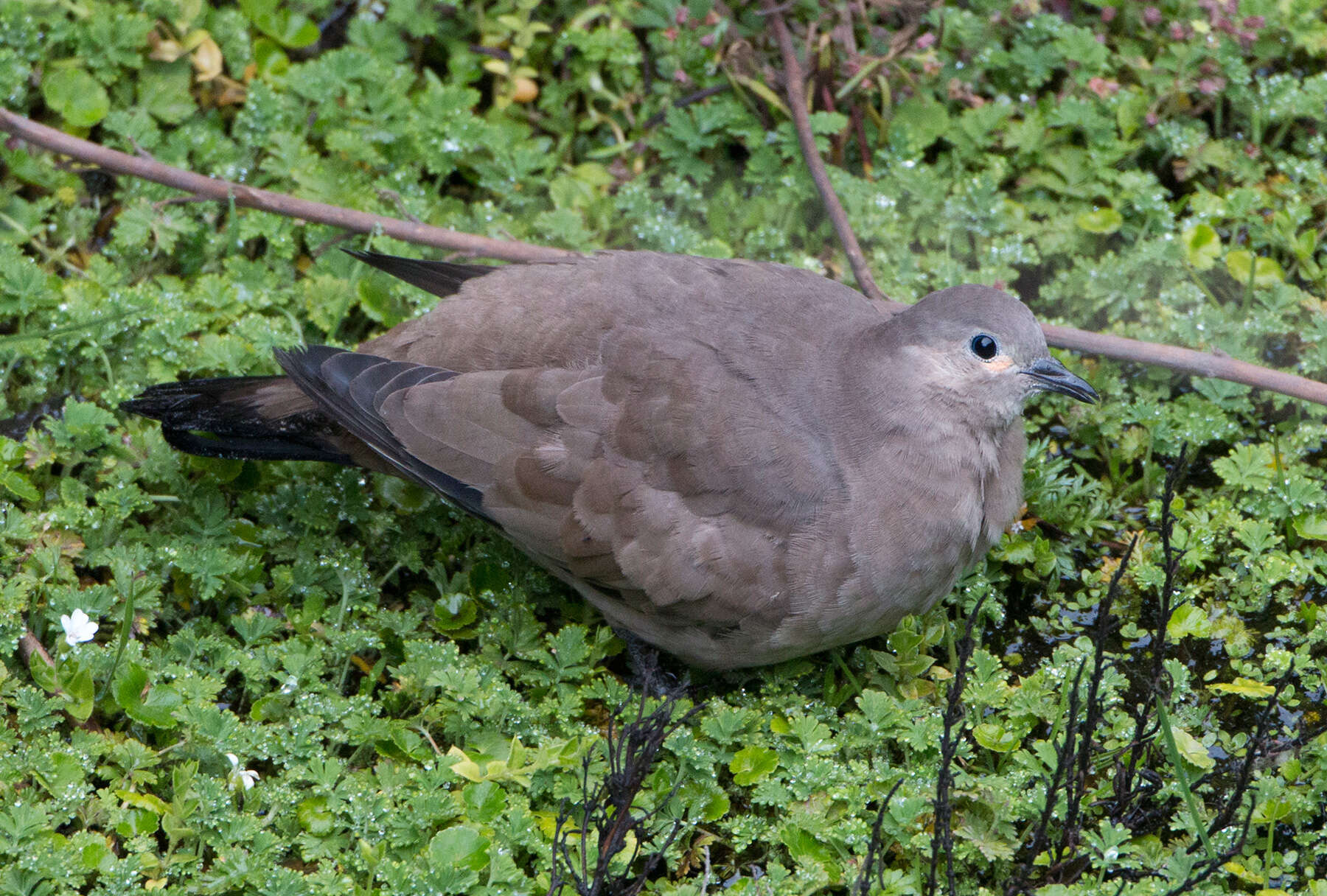 裸眶地鳩屬的圖片