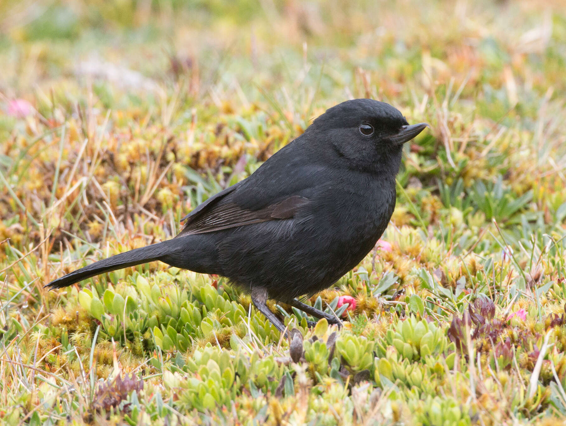 Image of Black Flower-piercer