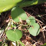 Image of Aristolochia fimbriata Cham.