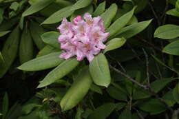 Image of Pacific rhododendron