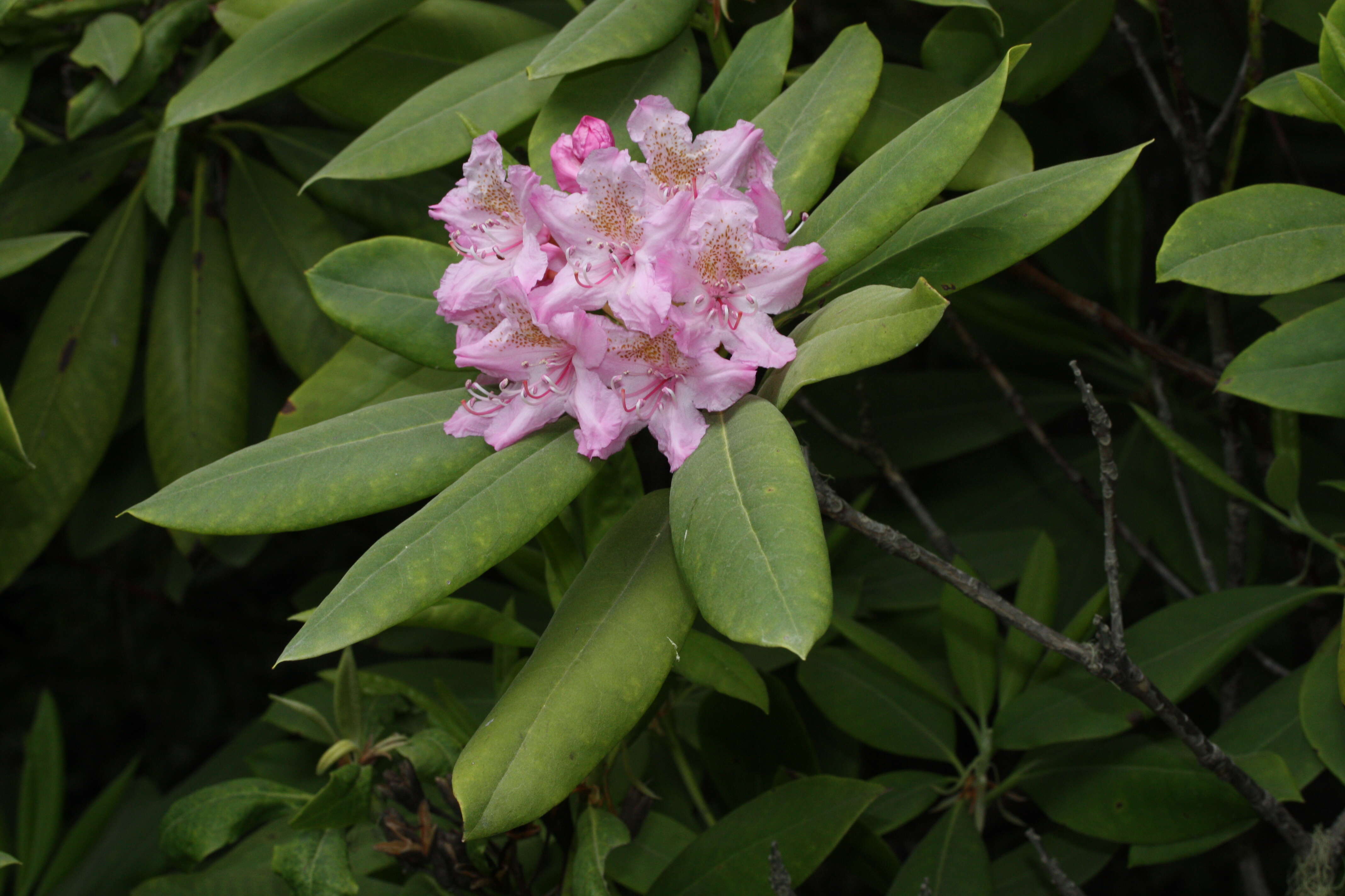 Image of Pacific rhododendron