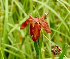 Image of copper iris