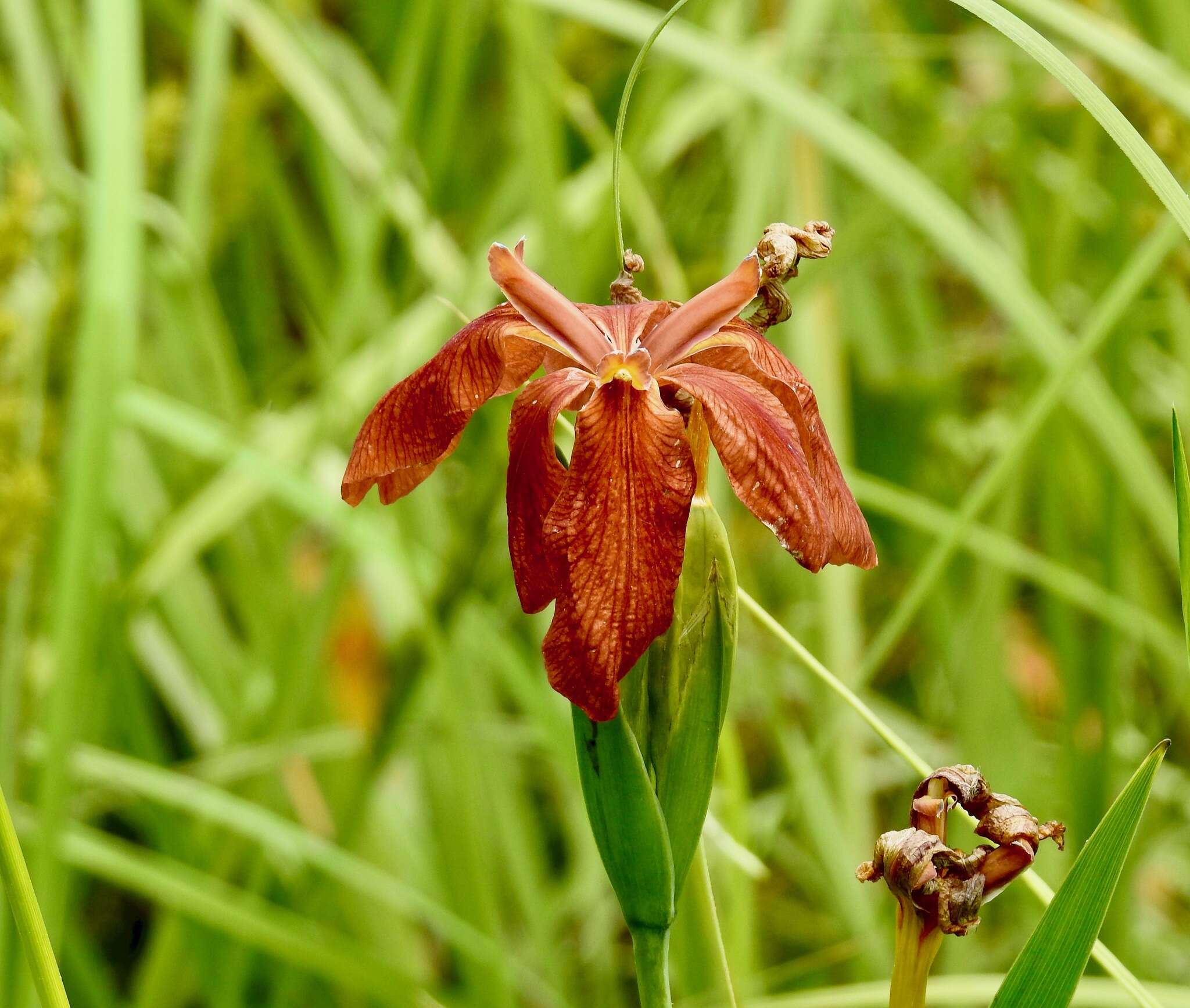 Image of copper iris