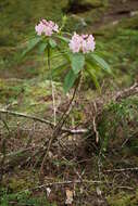 Image of Pacific rhododendron