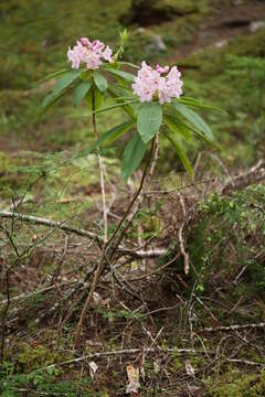 Image of Pacific rhododendron