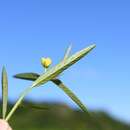 Image of Ludwigia octovalvis subsp. octovalvis