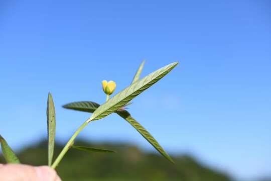 Imagem de Ludwigia octovalvis subsp. octovalvis