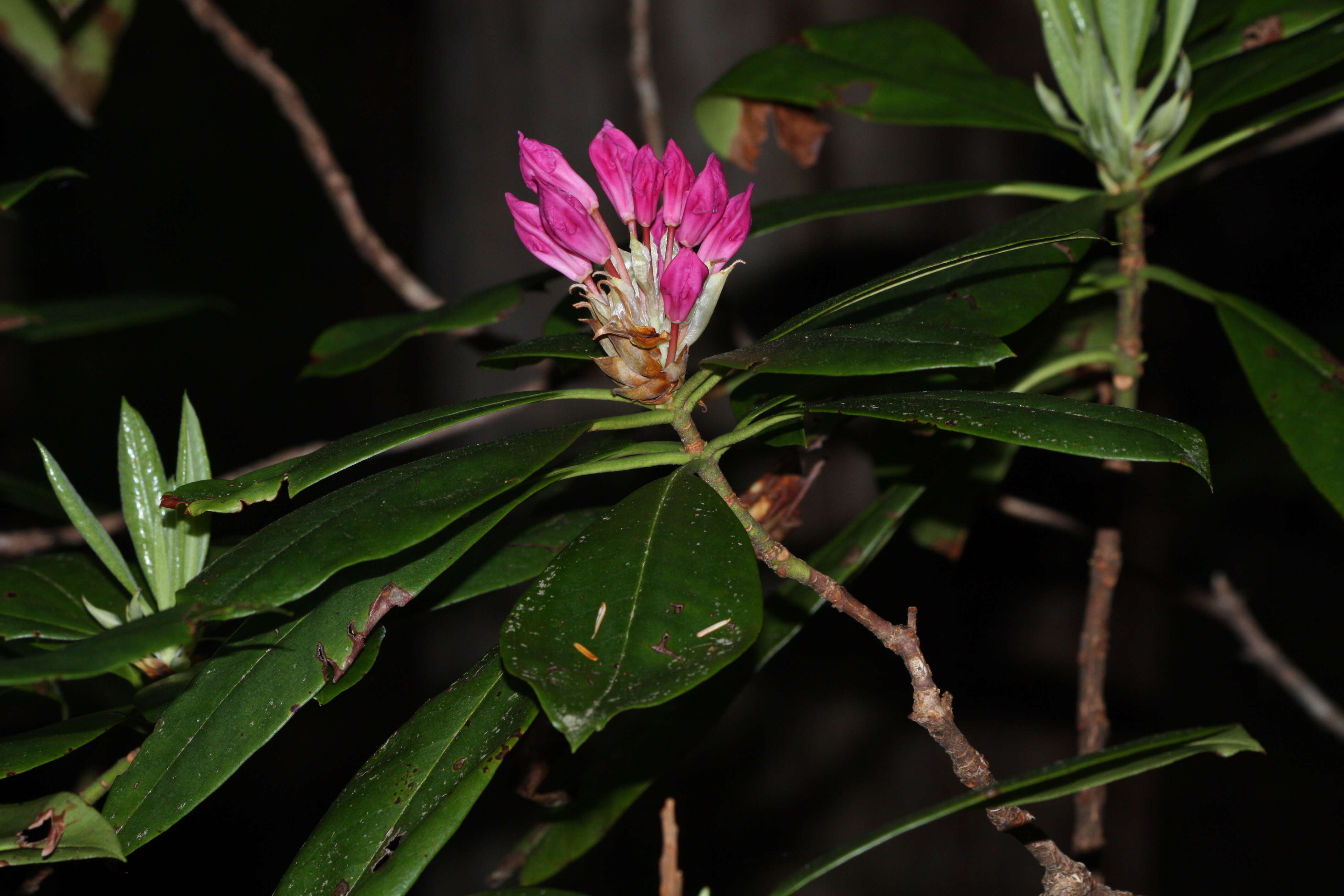 Image of Pacific rhododendron