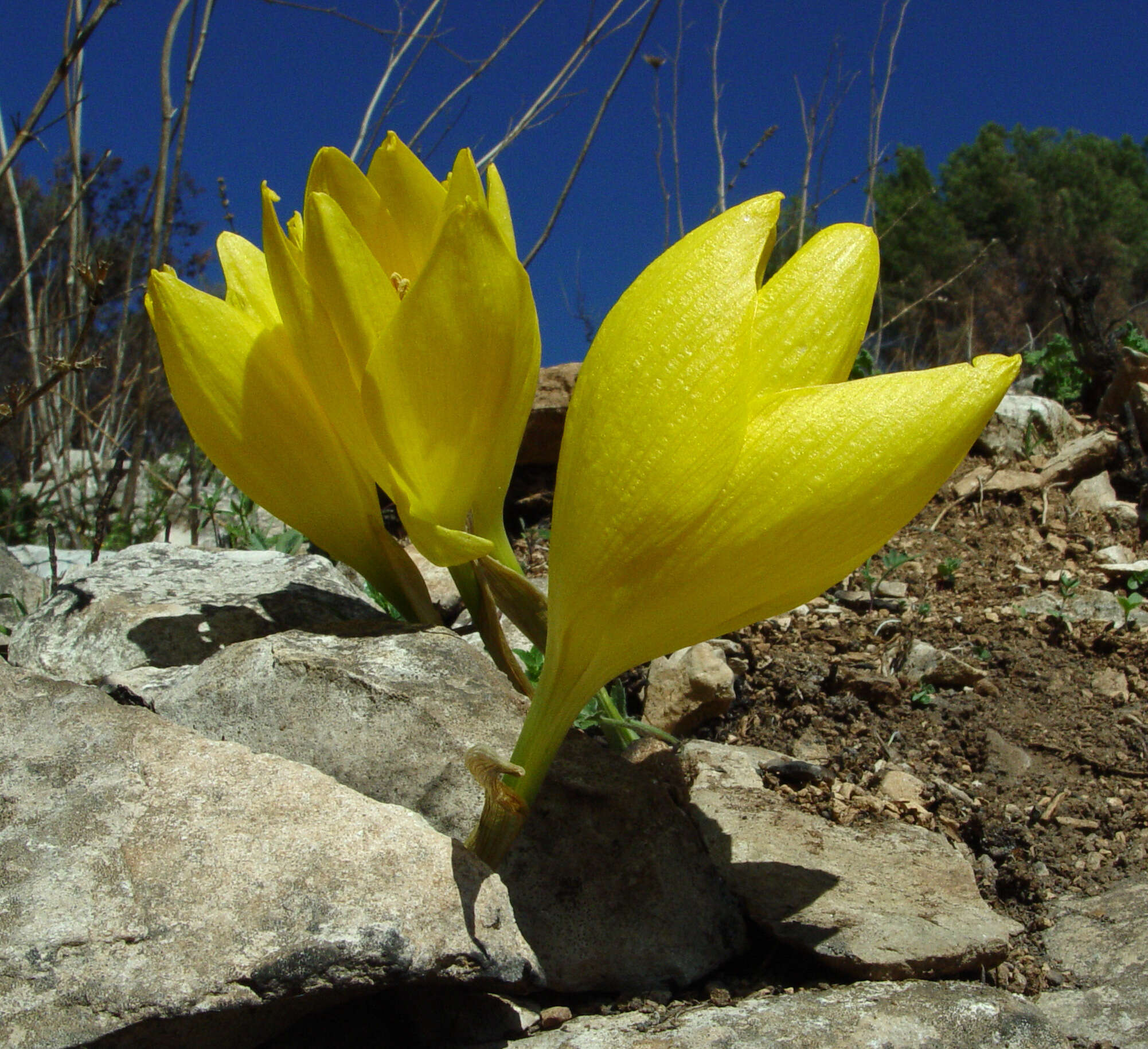 Image de Sternbergia clusiana (Ker Gawl.) Ker Gawl. ex Spreng.