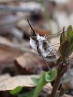 Image of Bombylius anthophilus Evenhius 1983