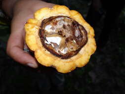 Image of brazilnut