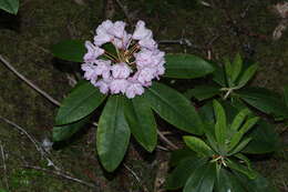 Image of Pacific rhododendron