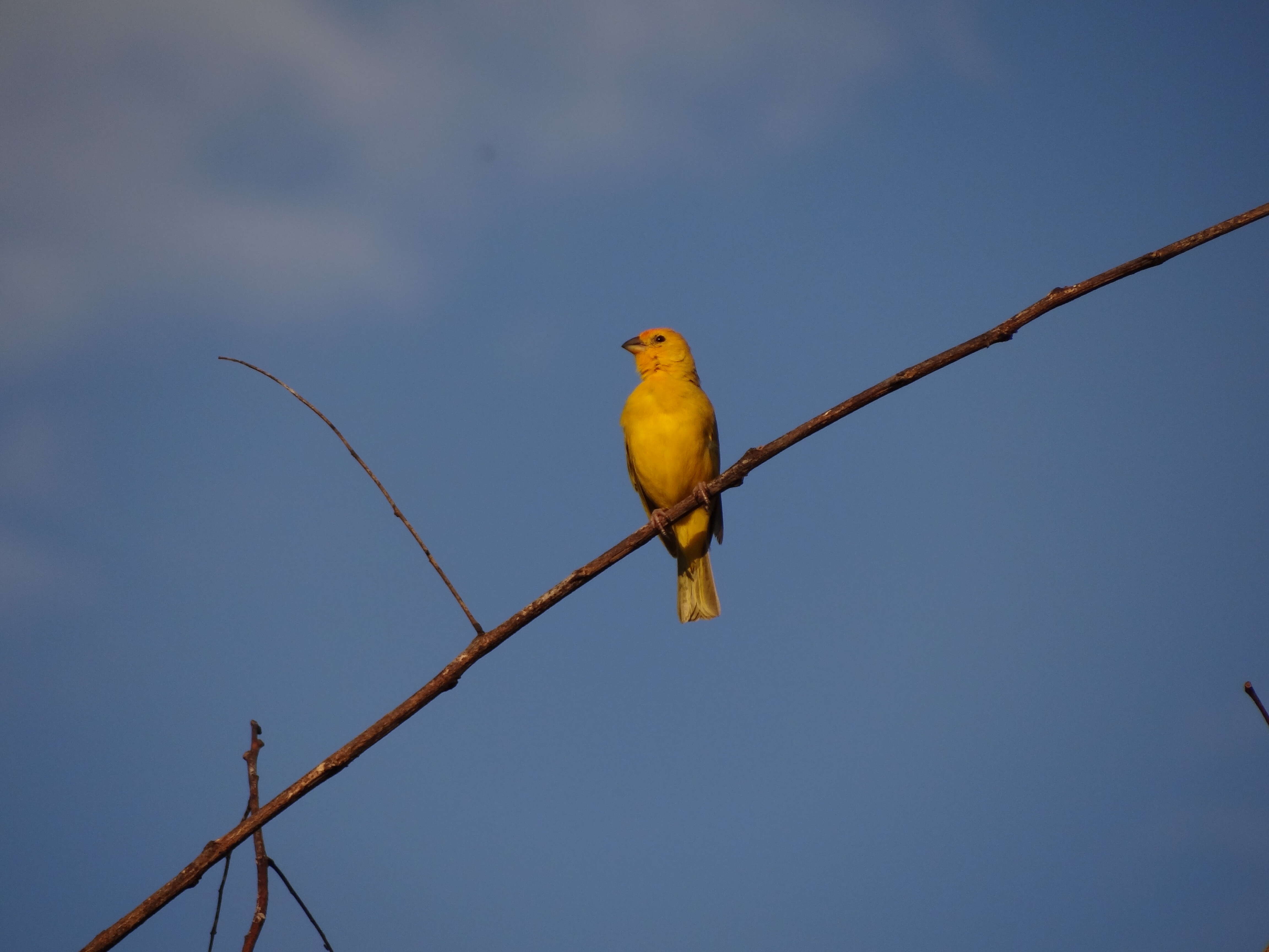 Image of Saffron Finch